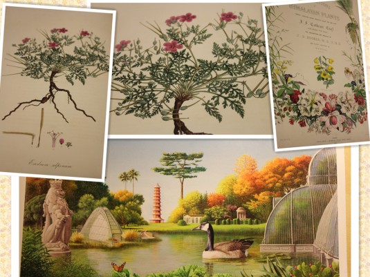 Beautiful paintings from Kew